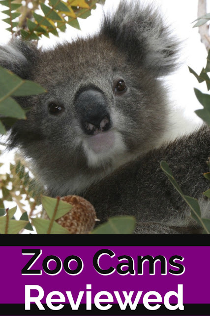 koala on zoo cam