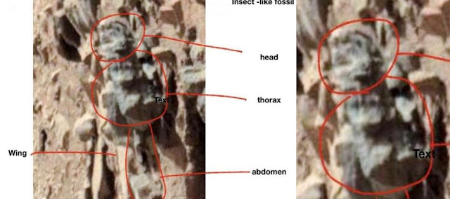 Entomologist claims "These photos show evidence of life on Mars"  Insects%2Bon%2BMars%2B%25283%2529