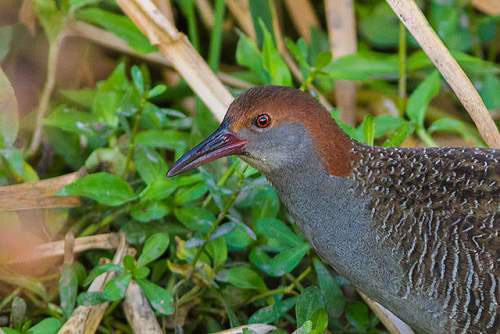 Indian birds - Slaty-breasted rail - Lewinia striata