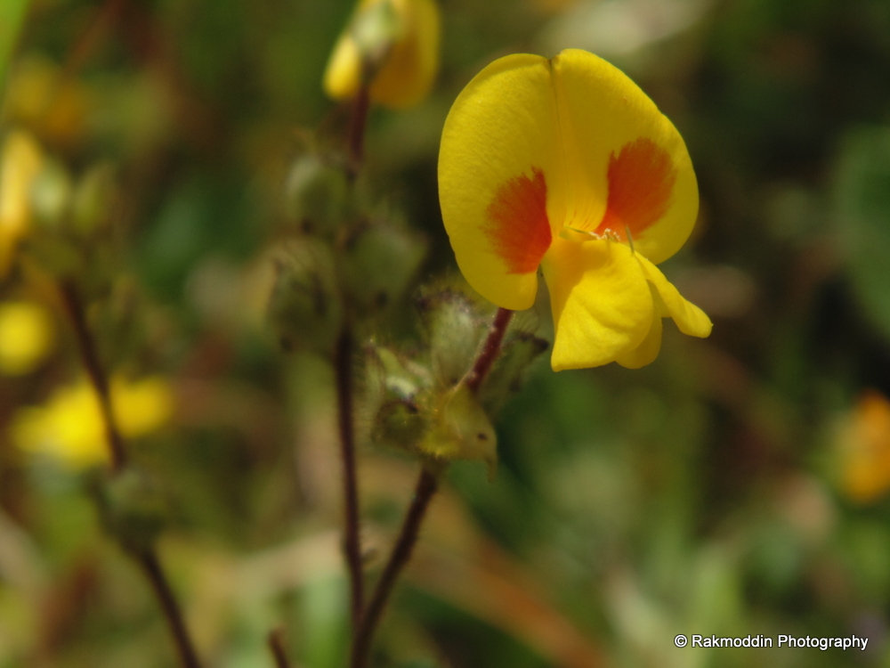 Kas Pathar - Flowers valley in Maharashtra