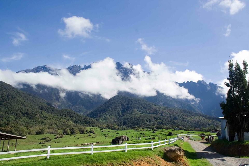 Desa Cattle Dairy Farm Kundasang Seakan berada di New Zealand