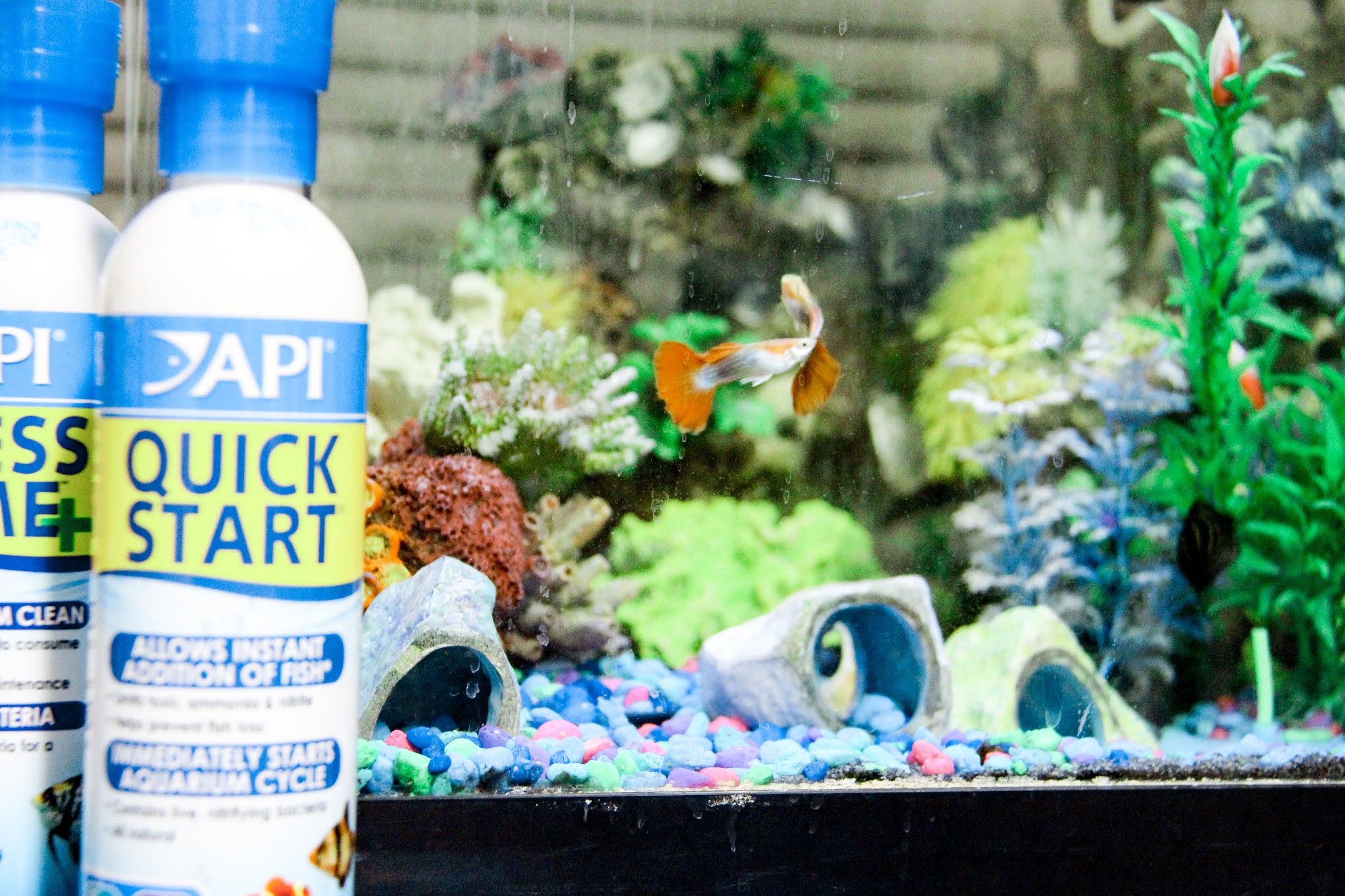 Fish tank keeping a pet fish, a satisfying new hobby to take over