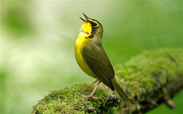 Mengapa Burung  Berkicau  IndoVersa