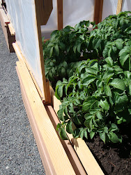 beds mini raised greenhouses both greenhouse garden