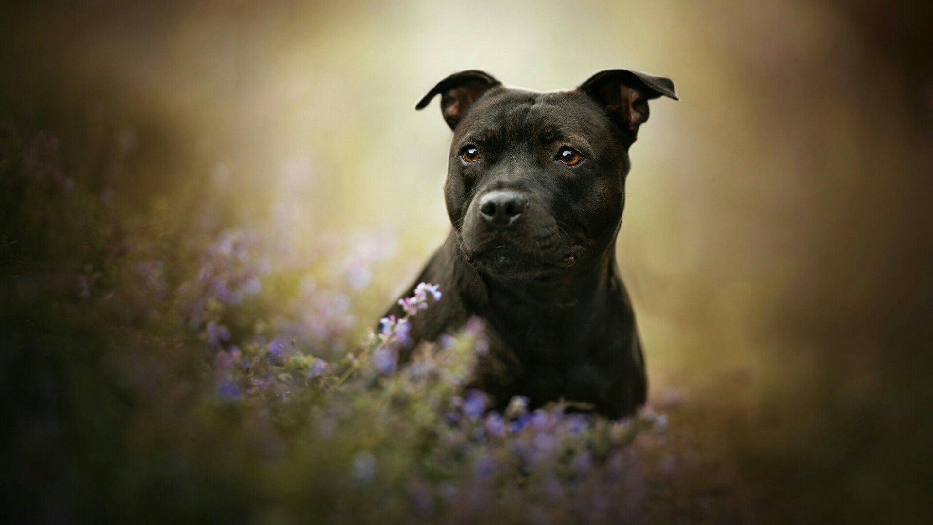 dog pitbull dog wallpaper black