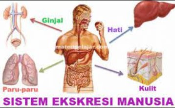Penting Rangkuman Materi Sistem Ekskresi Ipa Smp Mts