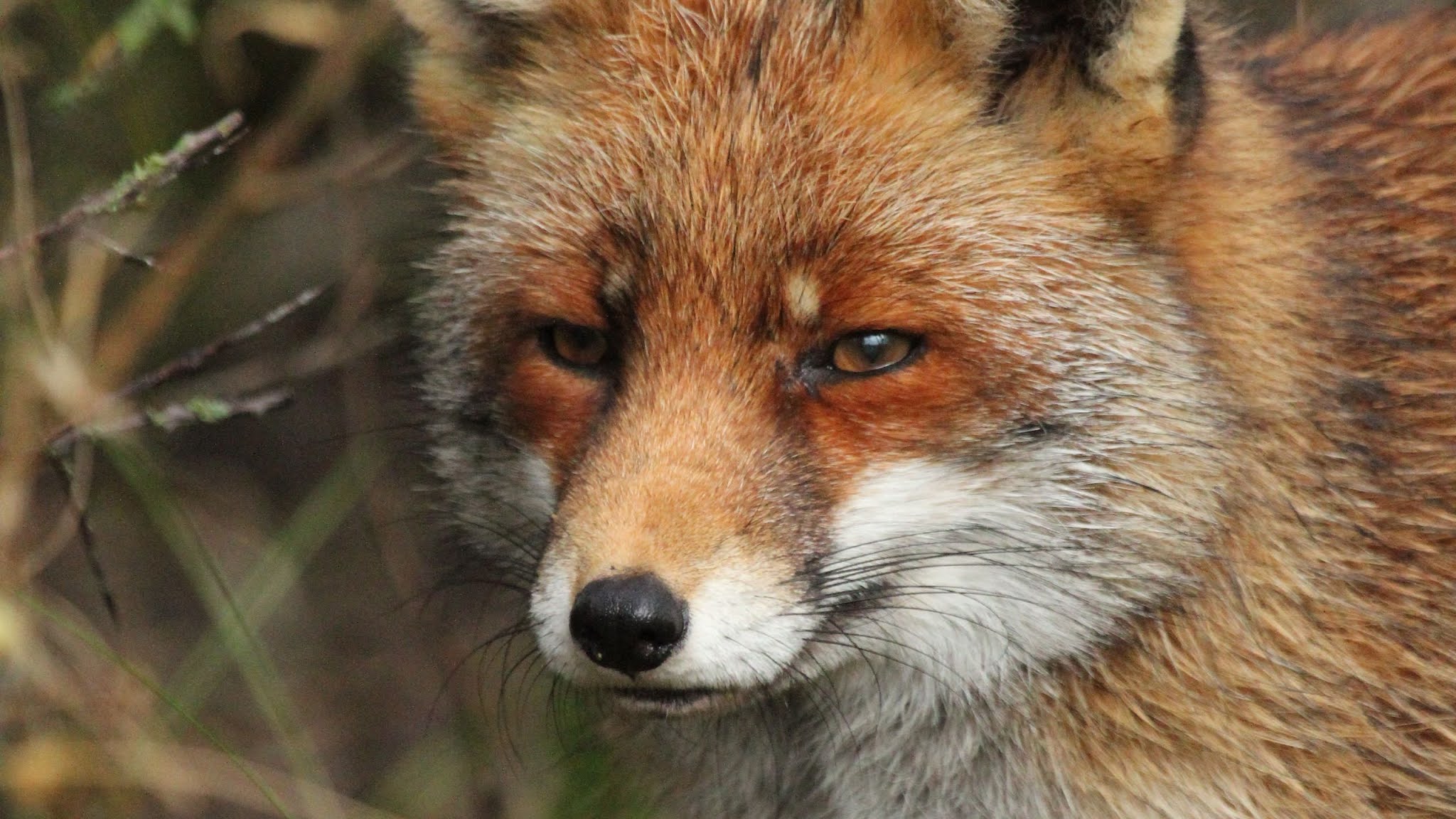 fox predators fox predators