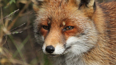 Free wallpaper fox, predator, animal, wildlife
