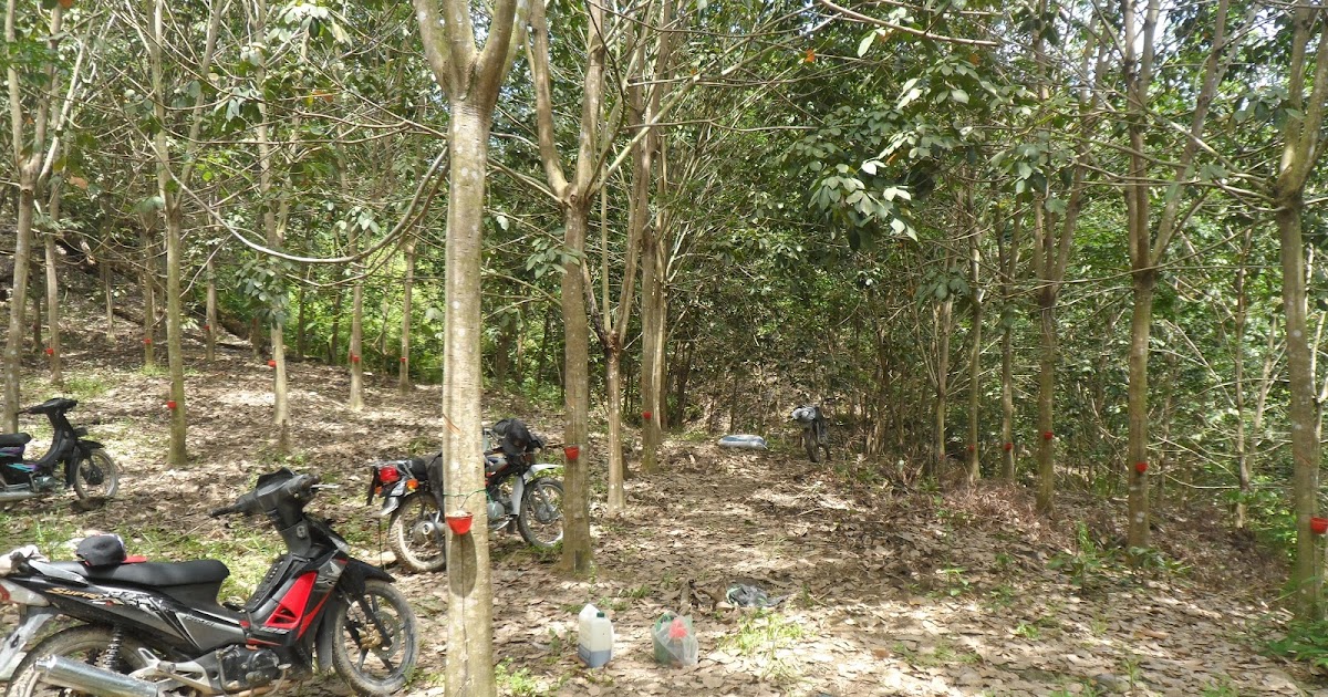 Perkembangan Penanaman Pb260 Umur 53 55 Bulan Di Bangun Selamat Kuala Beringin Labura Oktober 2017 Karet Klon Pb260