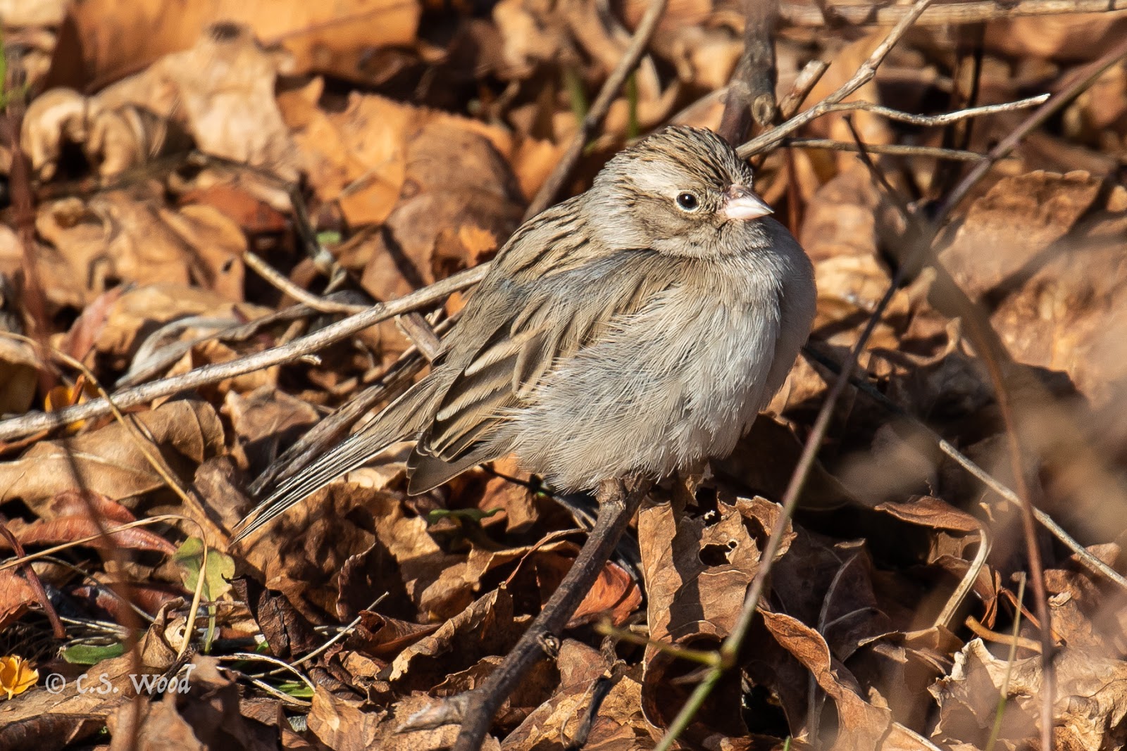 A Spate of Rare Birds in Connecticut
