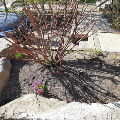 Rosedale Toronto Native Pollinator Garden Before by Paul Jung Gardening Services--a Toronto Organic Gardening Services Company