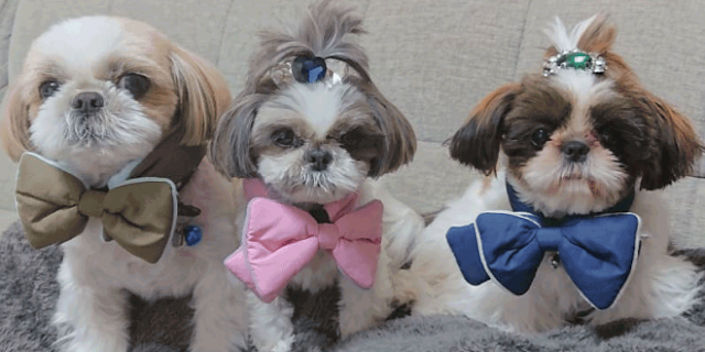 5 maneiras de manter seu shih tzu feliz