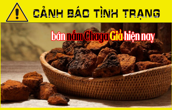 Cảnh báo tình trạng bán nấm Chaga Giả hiện nay