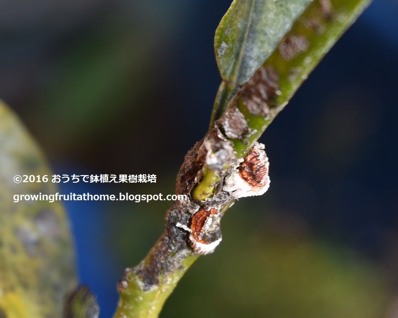 半年収穫できるミカンの育て方 おいしい鉢植え果樹の栽培育て方 自宅を果樹園に