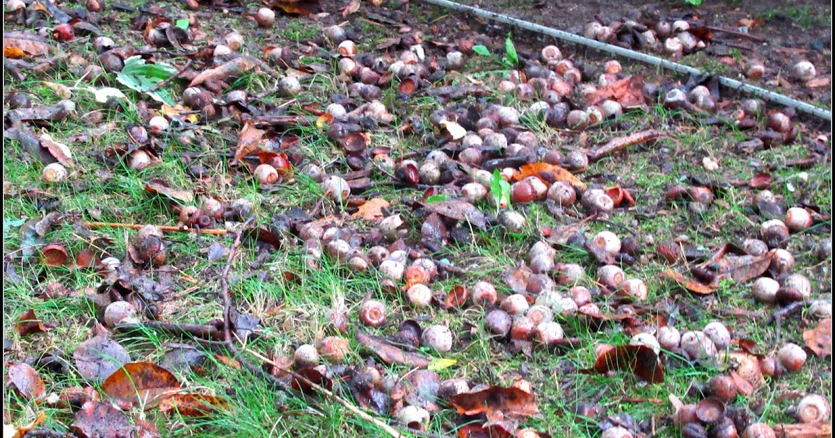 My Little Corner of the World Acorns keep falling on my head!