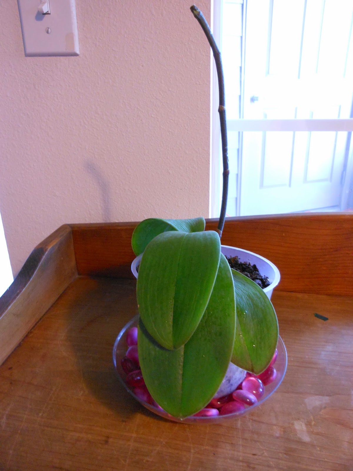 Orchid Obsession Rest Period, Your Plants Not Dying!