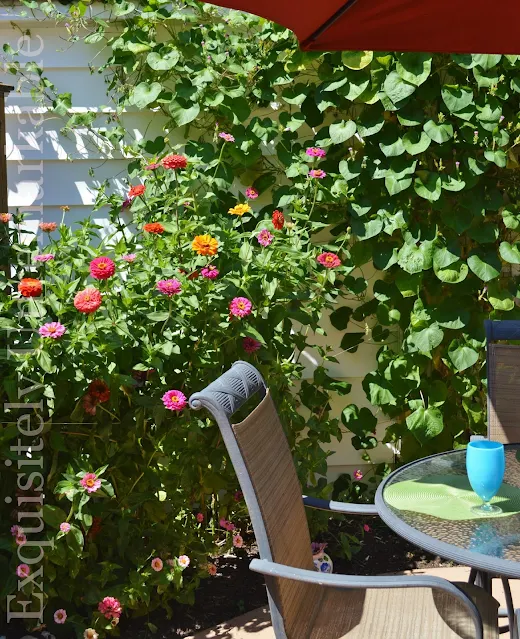 Zinnias blooming in a patio area garden