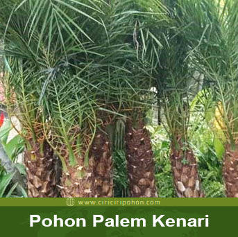 ciri ciri pohon palem kenari