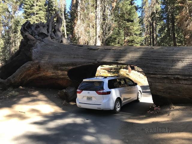 Sequoia National Park- caminando por el Bosque Gigante - Viaje con tienda de campaña por el Oeste Americano (10)