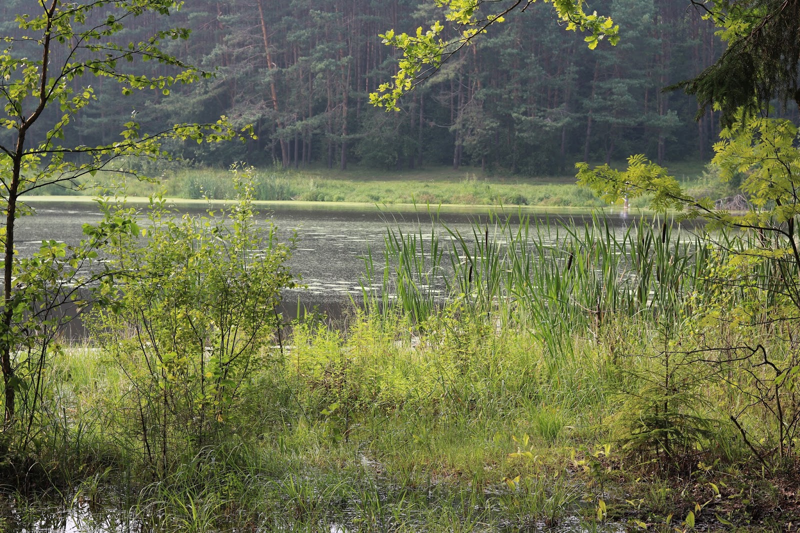 Торфяное болото звягино. Торфяные болота. Чаруса на болоте. Болотная 5. Долина любви козельск.