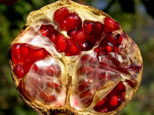 TRADITIONS OCCIDENTALES: Revue Rodia - Le Fruit oublié de Vlad Sauciuc ...