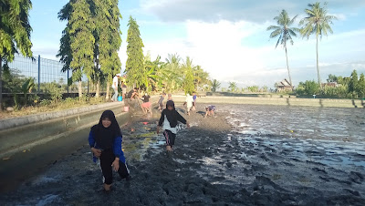 Tahapan Persiapan Dalam Budidaya Ikan Di Kolam Tanah