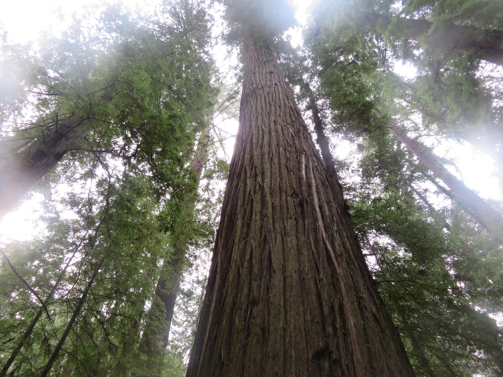 天空に一番近い樹木 コースト レッドウッド杉