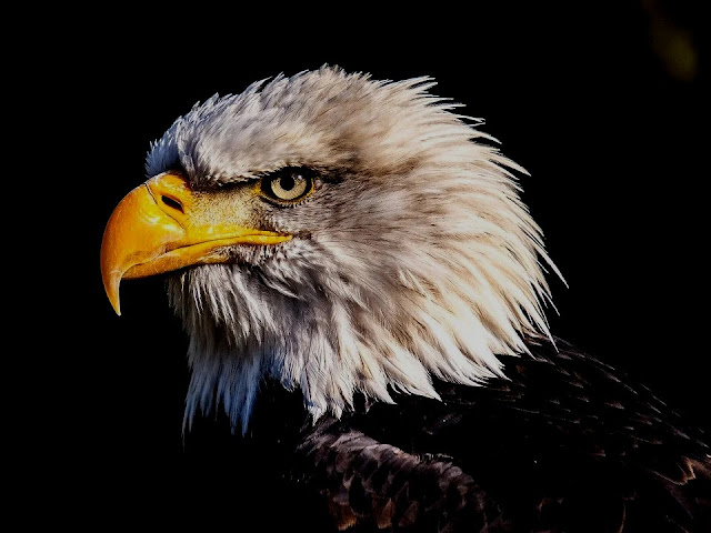 25+ Download Eagleget PNG