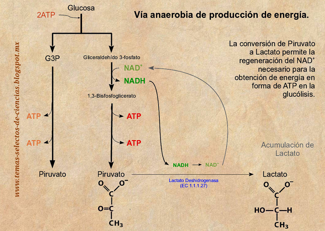 Metabolismo anaerobio de la Glucosa