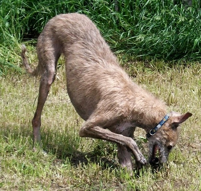 Irish WolfhoundsBorzoiGreyhoundsRescue Dogs Regal Irish Wolfhound/Greyhound Cross