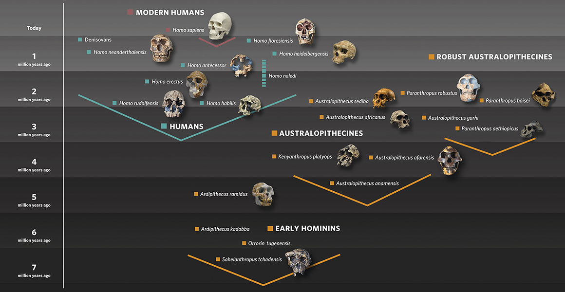 1 4 PREHISTORIA RBOL DE LA EVOLUCI N HUMANA 1-4-prehistoria-rbol-de-la-evoluci-n-humana