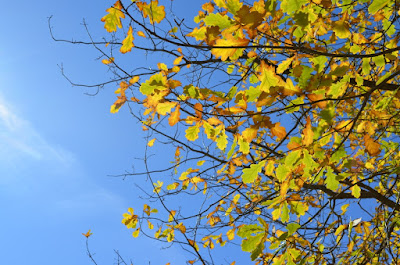 Looking skyward to see the canopy of another deciduous tree.The remaining leaves are mainly yellow and green. The sunlight brightens the colours as it penetrates the leaves.