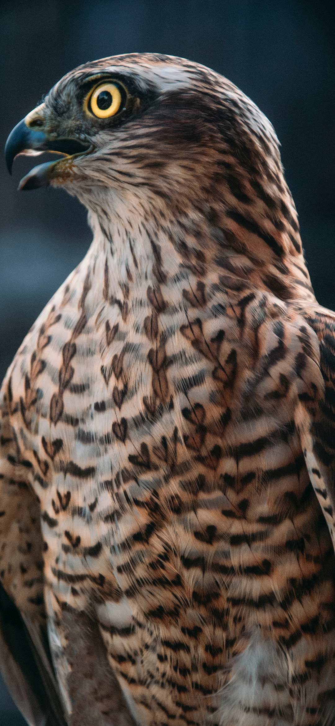 cooper%2527s%2Bhawk%2B%2Bwallpaper