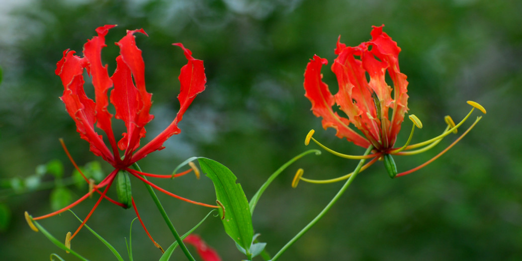 Image result for à®à®¾à®°à¯à®¤à®¿à®à¯à®ªà¯ à®ªà¯ à®à®¾à®¨à¯à®¤à®³à¯