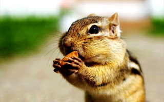 Chipmunk Eating Nut HD Wallpaper
