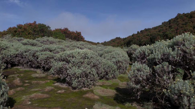 Tegal Alun Papandayan Padang Edelweiss