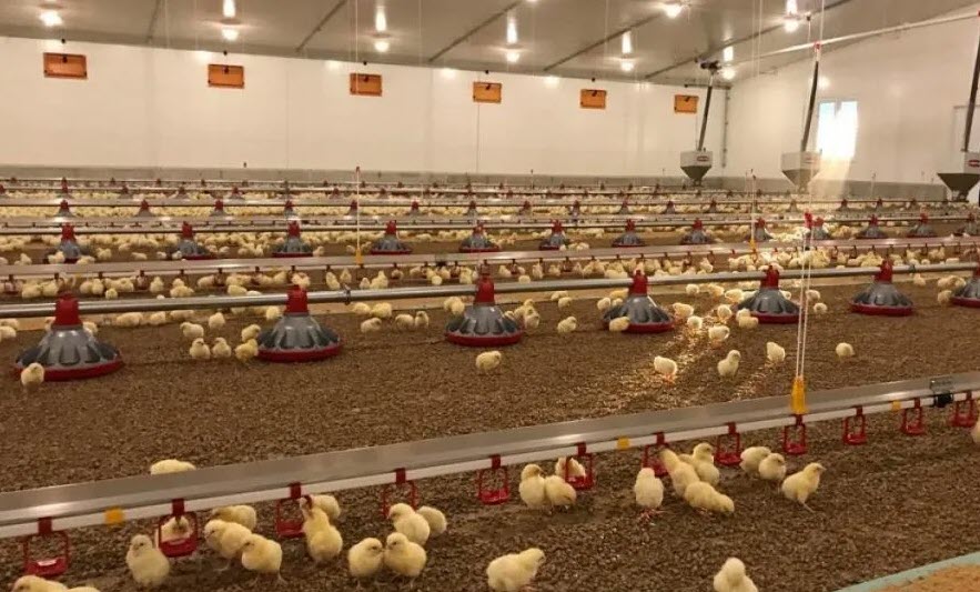 How much time brooding takes in poultry chicks