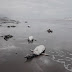 Morte de 350 animais em 10 dias intriga biólogos em SP
