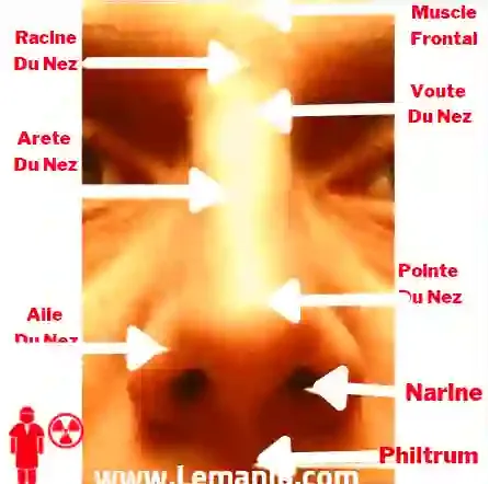 ANATOMIE DU PYRAMIDE NASALE