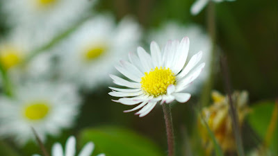 Wallpaper garden, chamomile, flowers, petals, grass Wallpaper garden, chamomile, flowers, petals, grass
