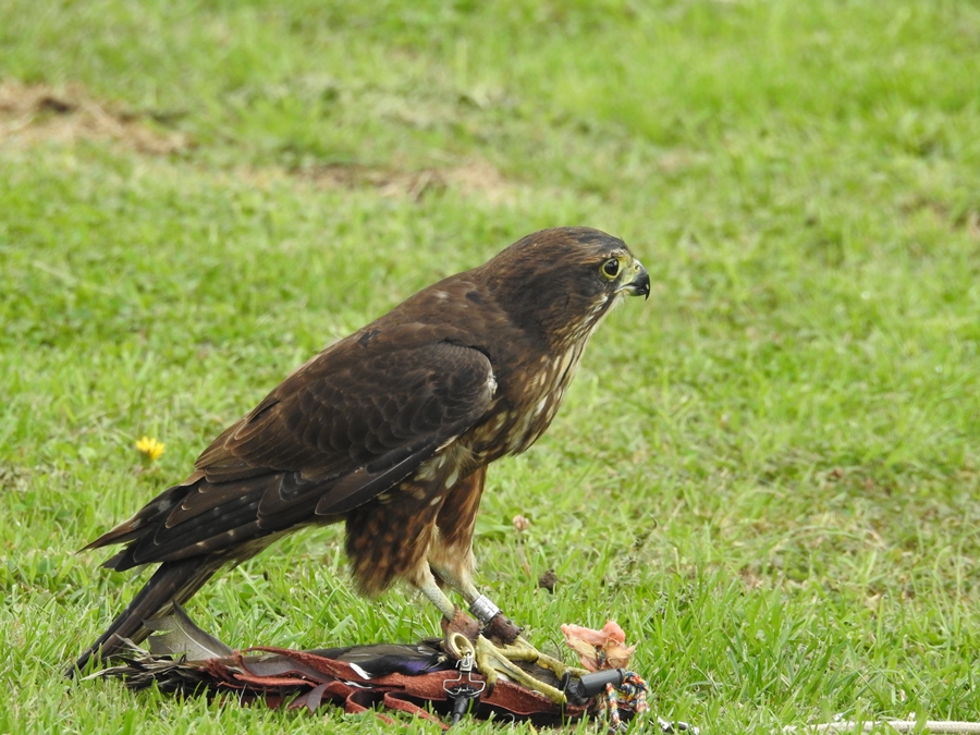 photographing New Zealand Wingspan NZ