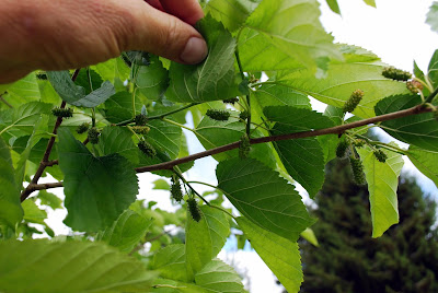 Daniel's Pacific NW Garden: Illinois Everbearing Mulberry Tree Update