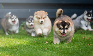 alaskan malamute puppies