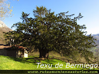 Texu de Bermiego, Quirós