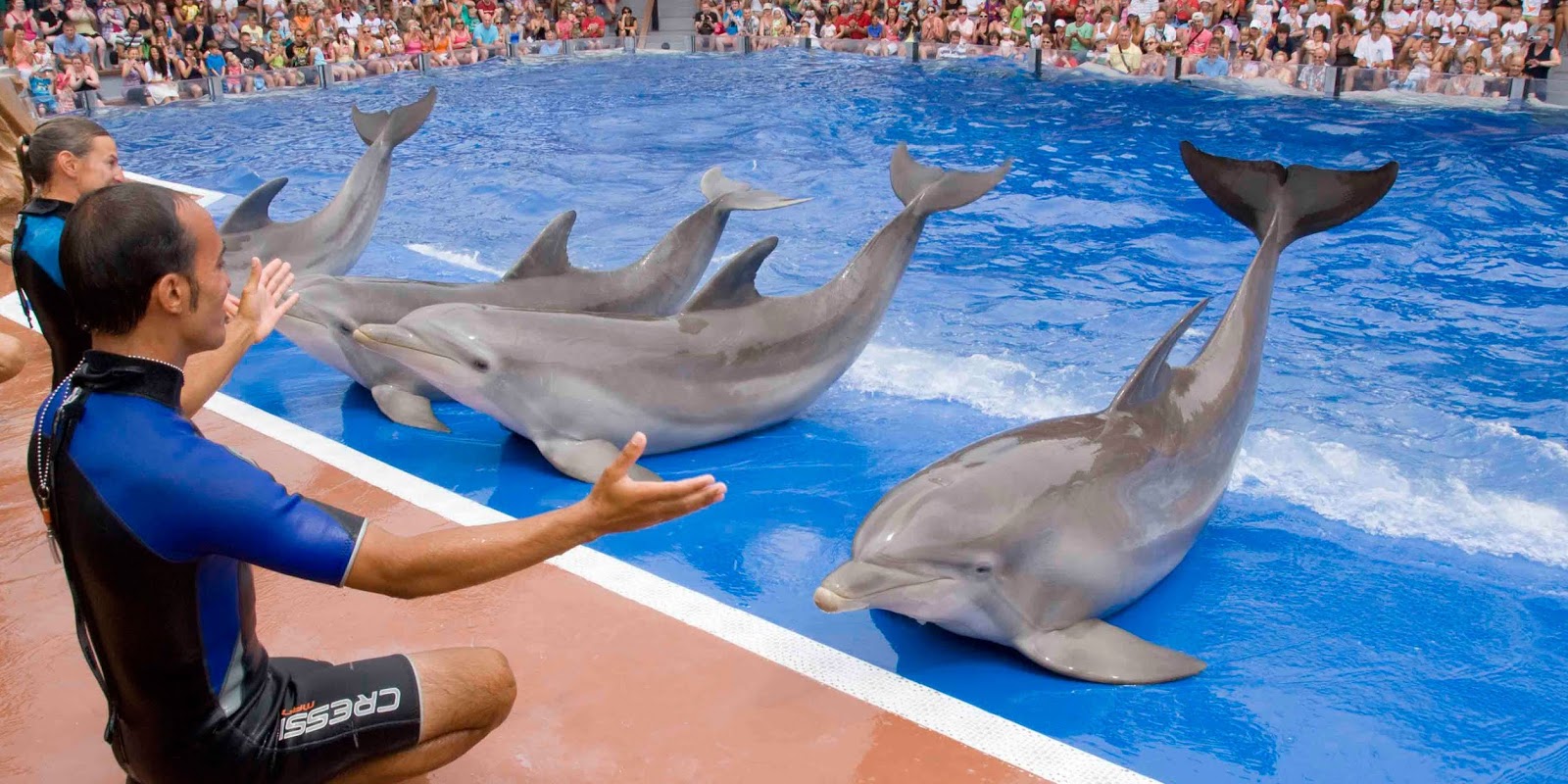 Дельфин ч буду жить. Дельфинарий Майорка. Маринеленд Майорка. Шоу дельфинов. Шоу дельфинов в Сингапуре.
