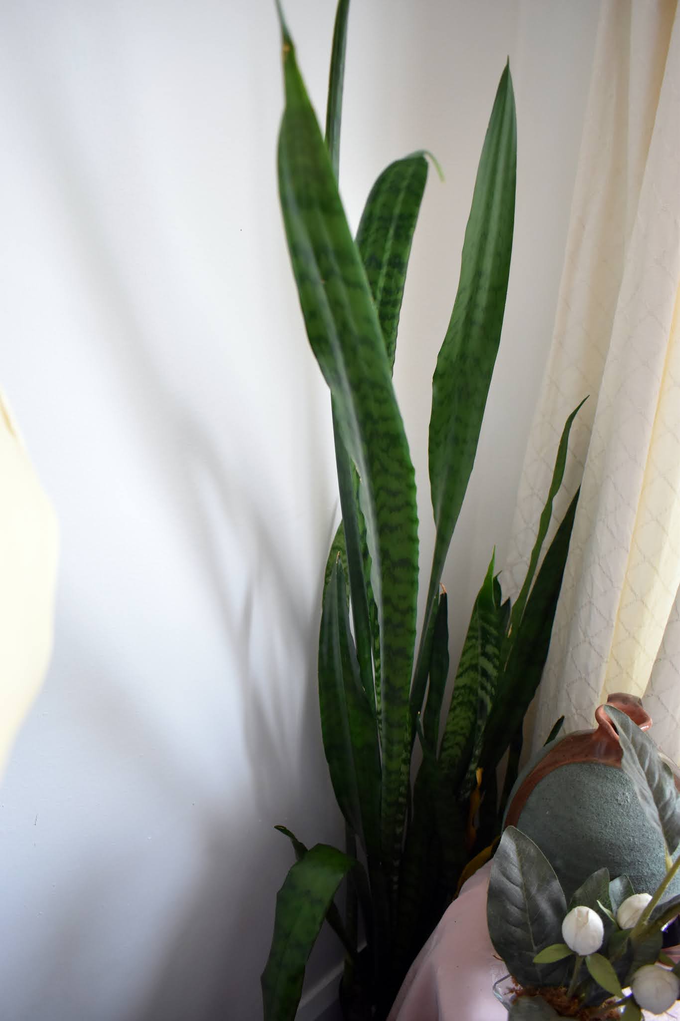 Caring For A Mother In Laws Tongue As A Houseplant Reviewed 