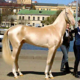 Caballo Akhal-Teke