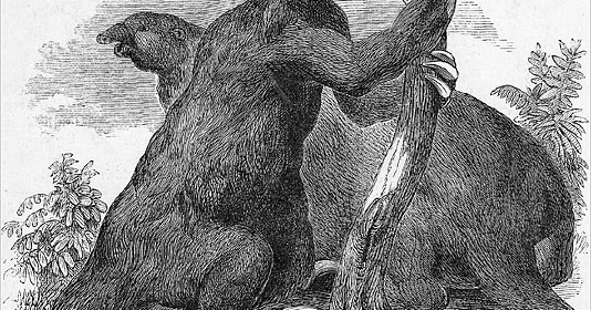 CFZ-USA: GROUND SLOTH IN CALIFORNIA?