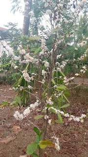 Pohon kopi sedang berbunga