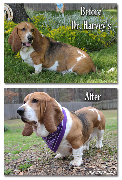 Before and after eating Dr. Harvey's photos of Basset 